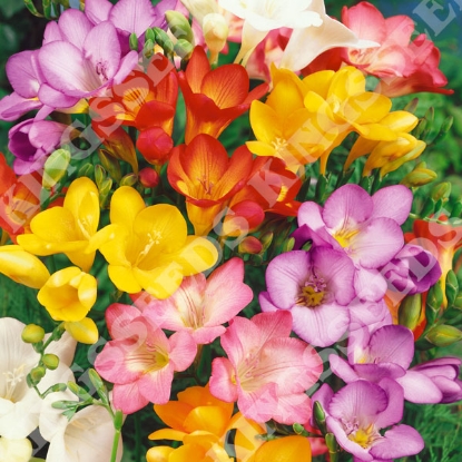 Picture of Freesia - Royal Crown Mix